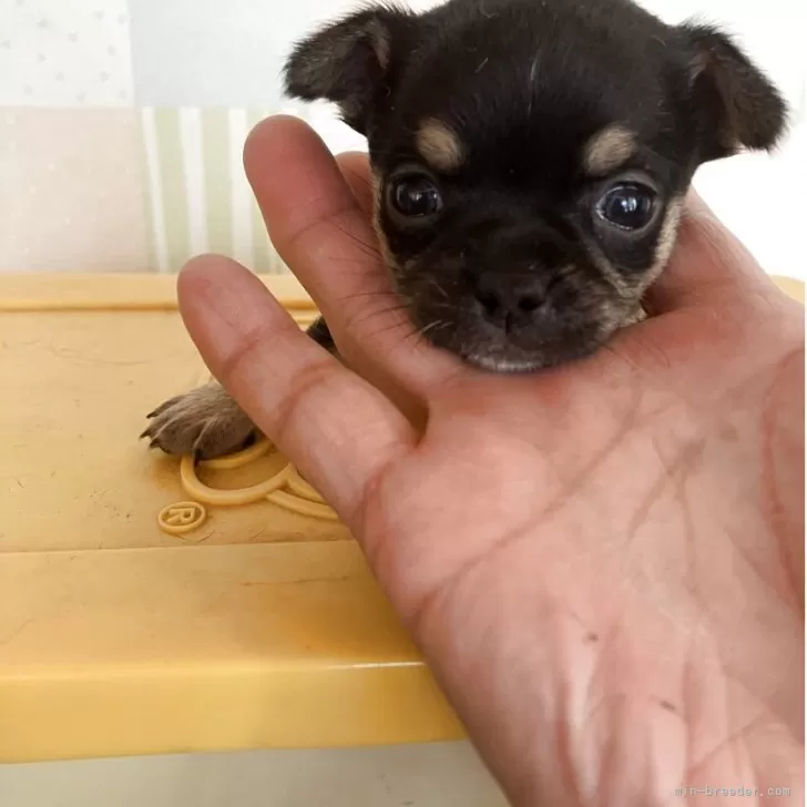 M.I 様のお迎えした子犬