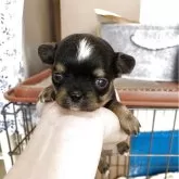 チワワ(スムース)
