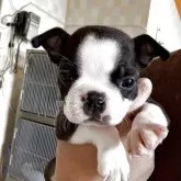 ボストンテリア
