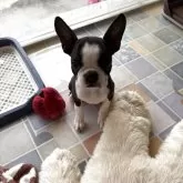 ボストンテリア