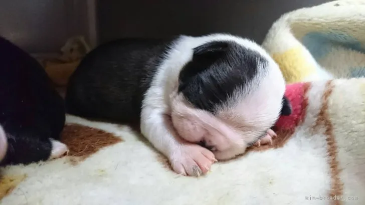 ID:1712-00663の子犬