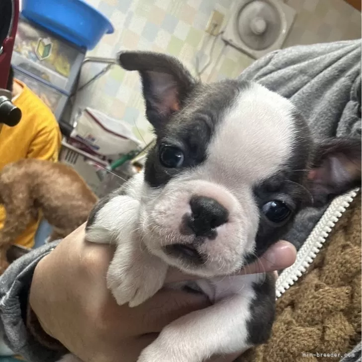 ID:2401-01501の子犬