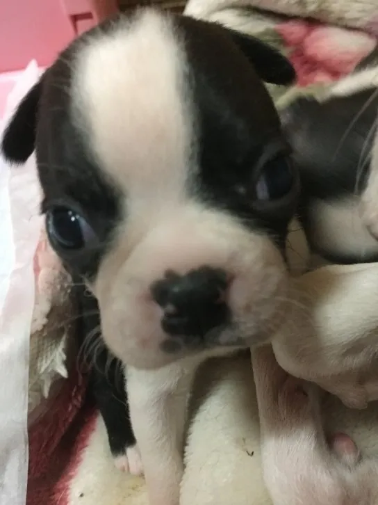 ID：1611-01536の子犬