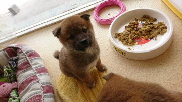 柴犬(標準サイズ)【山梨県・男の子・2018年2月17日・赤】の写真「小ぶりです」