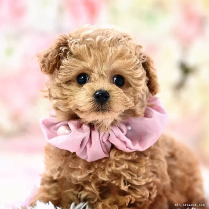 ID:2412-04443の子犬