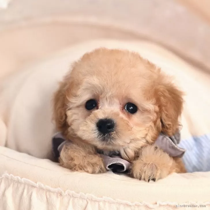 ID:2411-05353の子犬