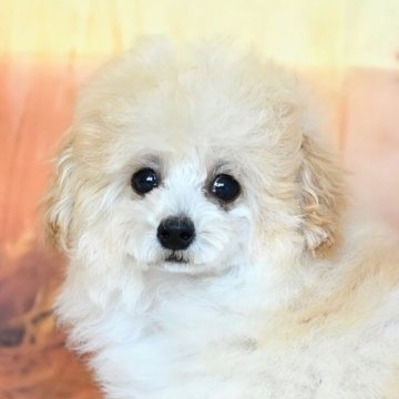 トイプードル(ティーカップ)【兵庫県・女の子・2025年8月8日・ペールフォーン】の写真「めちゃくちゃ元気です✨️すぐお散歩出来ます🤗💕」