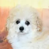 ティーカッププードル