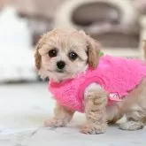 ティーカッププードル