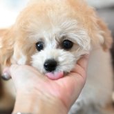 トイプードル(ティーカップ)