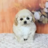 ティーカッププードル【兵庫県・女の子・2025年9月20日・ペールフォーン】の写真2「見ての通りの短足ちゃんです。」