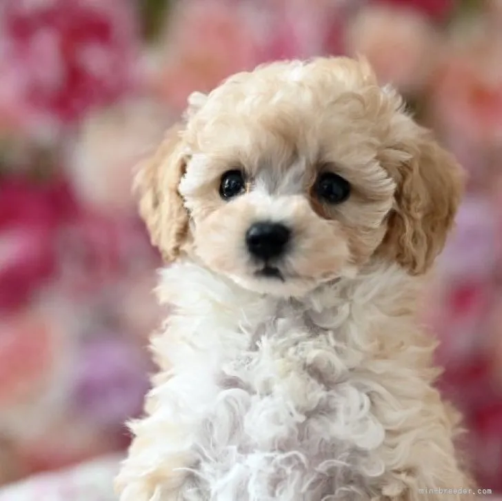 ID：2301-03232の子犬