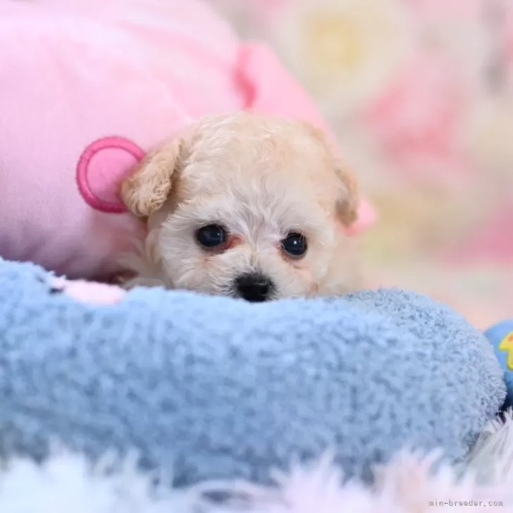 ID：2404-06131の子犬