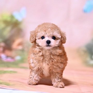 トイプードル(タイニー)【兵庫県・男の子・2024年5月23日・アプリコット】の写真「小顔で女の子みたいに可愛い男の子💖」