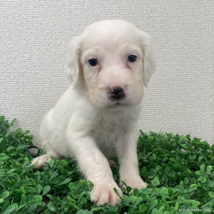 新品　米1970年代　気品溢れる彼美しい犬、イングリッシュセッターの陶器 新品 米1970年代 気品溢れる彼美しい犬、イングリッシュセッター