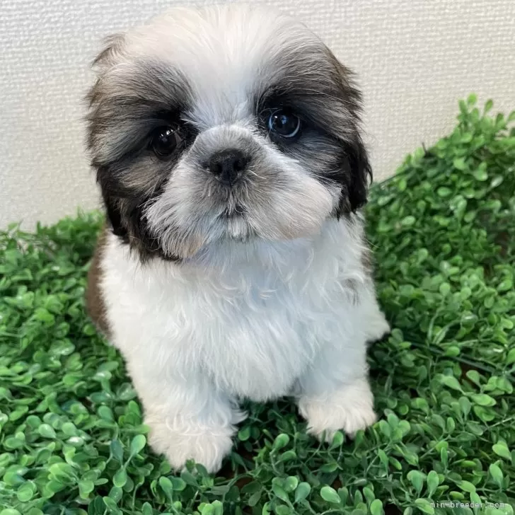 ID:2504-05639の子犬