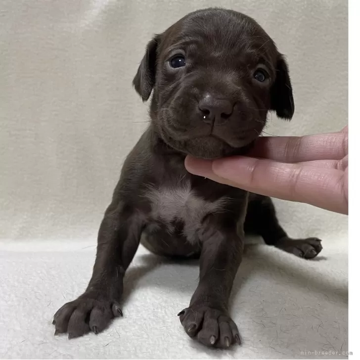 ID:2501-05407の子犬