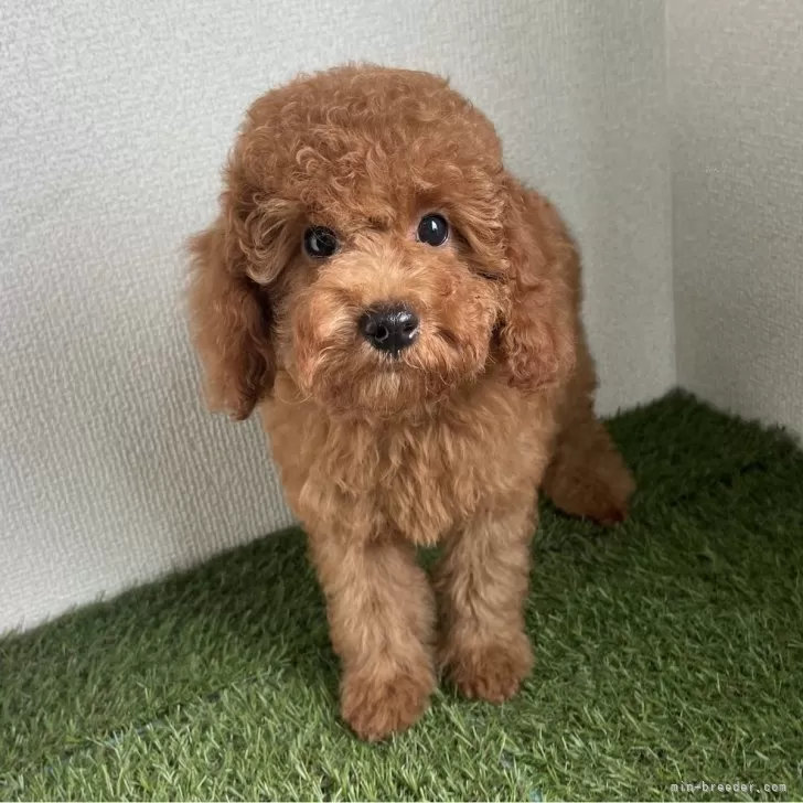 Y.M 様のお迎えした子犬