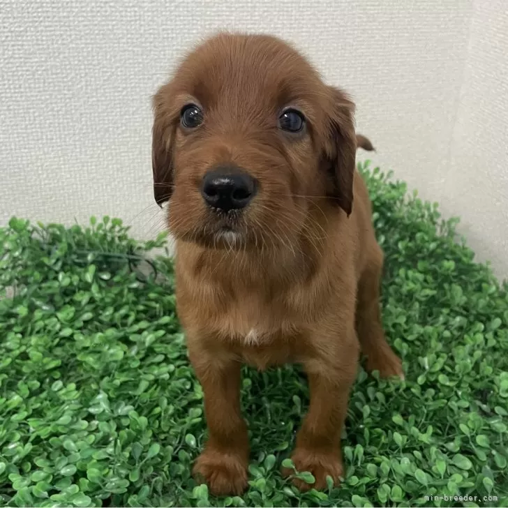 kaz 様のお迎えした子犬