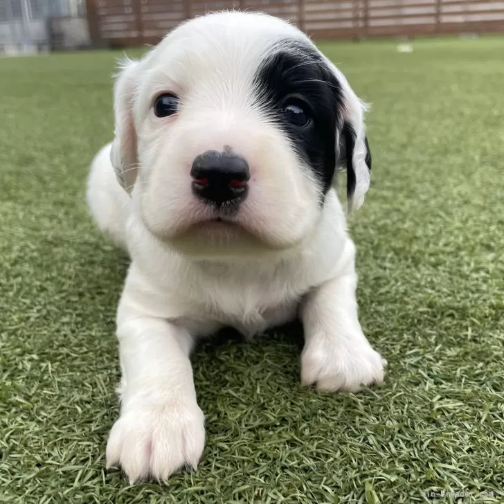 ID：2411-01167の子犬