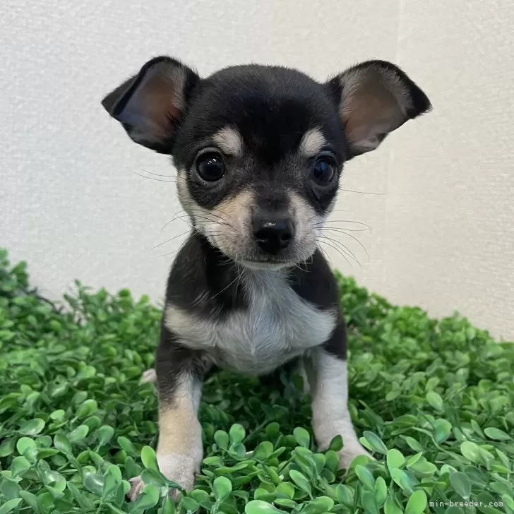 Y.O 様のお迎えした子犬