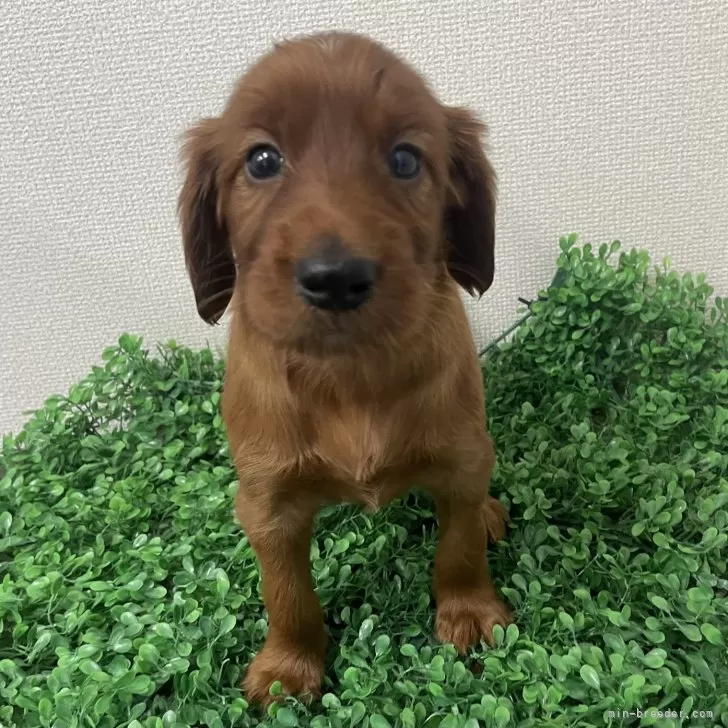 阿蓮 様のお迎えした子犬