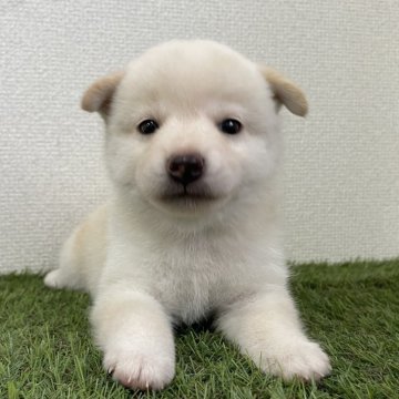 柴犬(豆柴)【広島県・女の子・2025年8月4日・白】の写真「💕美人な女の子💕」
