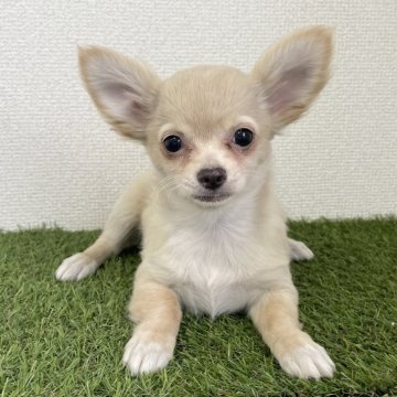 チワワ(ロング)【広島県・男の子・2025年5月1日・クリーム】の写真「✨骨格しっかり男の子✨」