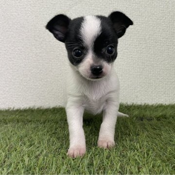 チワワ(スムース)【広島県・女の子・2025年8月31日・ホワイト&ブラック】の写真「💕美人な女の子💕」