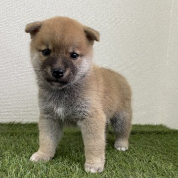 柴犬(豆柴)【広島県・男の子・2025年8月4日・赤】の写真「✨イケメン男の子✨」