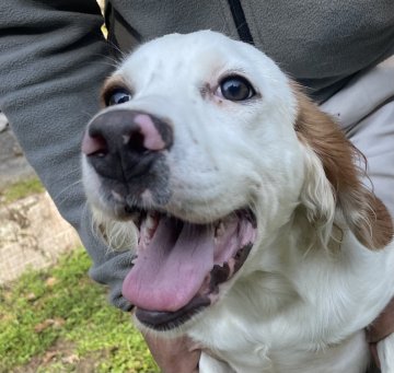 イングリッシュセッター【広島県・女の子・2025年6月17日・白オレンジ】の写真「✨元気いっぱい米系セッターの女の子✨」