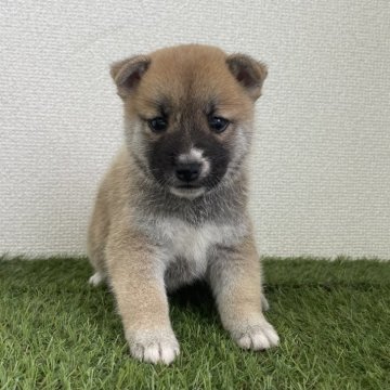 豆柴【広島県・男の子・2025年8月13日・赤】の写真「💕可愛い男の子💕」