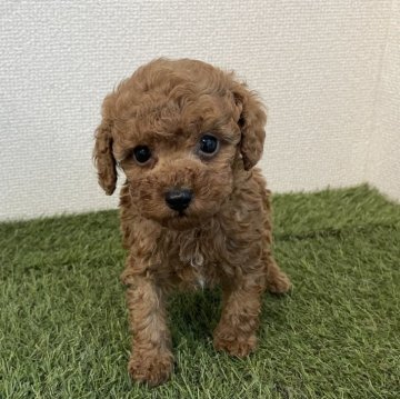 トイプードル(トイ)【広島県・男の子・2025年9月24日・レッド】の写真「💕元気いっぱいの男の子💕」