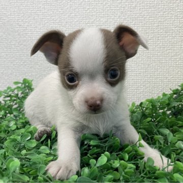 チワワ(スムース)【広島県・男の子・2025年4月23日・ホワイト&チョコレート】の写真「💕可愛い男の子💕」