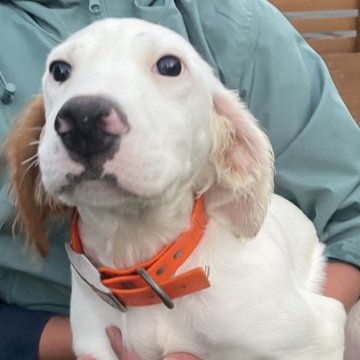 イングリッシュセッター【広島県・男の子・2025年7月7日・白オレンジ】の写真「骨格しっかり‼️フィールド系セターの男の子✨」