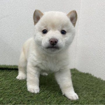 豆柴【広島県・女の子・2025年11月2日・白】の写真「💕可愛い女の子💕」