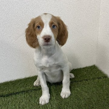 ブリタニースパニエル【広島県・女の子・2025年9月13日・白オレンジ】の写真「✨元気いっぱい米系ブリタニー女の子✨」