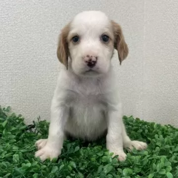 新品 米1970年代 気品溢れる彼美しい犬、イングリッシュセッター