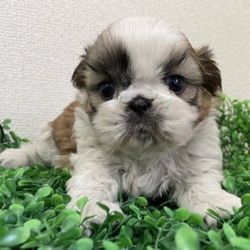 シーズー【広島県・男の子・2024年11月23日・ホワイト&ゴールド】の写真「✨イケメンな男の子✨」