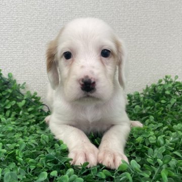 イングリッシュセッター【広島県・女の子・2025年6月17日・白オレンジ】の写真「💕骨格しっかり✨美人な女の子💕」
