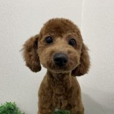 トイプードル(トイ)