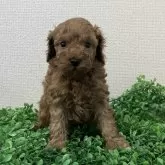 トイプードル(トイ)【広島県・男の子・2025年4月9日・アプリコット】の写真1