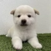 豆柴