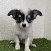 チワワ(ロング)