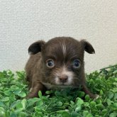 チワワ(ロング)