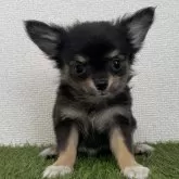 チワワ(ロング)