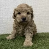 トイプードル(トイ)