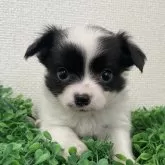 チワワ(ロング)