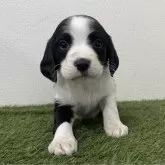 ブリタニースパニエル