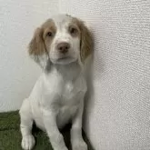 ブリタニースパニエル